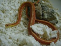 Eastern erythristic albino 2.JPG