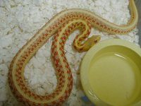 Red Sided albino Kansas strain adult female 1 cb 07 06 07 2010.JPG