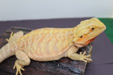 IMG_0326.jpg