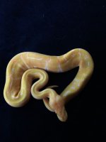 albino pin male.JPG