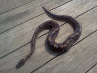 IMG_20130429_112820.jpg