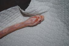DSC_0077.JPG