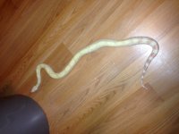 snake albino.jpg