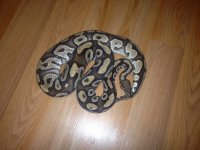 snake mojave.jpg