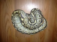 snake lesser.jpg