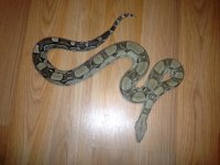 snake anerystic.jpg