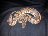 HGW male.jpg