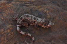 M.chahouafemale.jpg