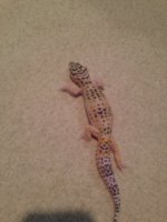 lizard5.jpg