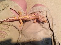 lizard.jpg