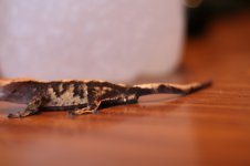 IMG_4557.jpg