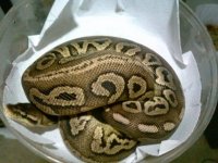 pewter female A (2).jpg
