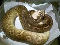 Pewter female B (1).jpg