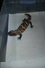 gila female 2.jpg