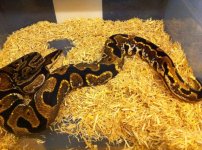 CALICO1.jpg