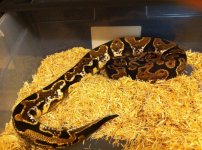CALICO2.jpg