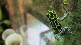 frog pics 070.jpg