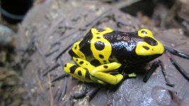 frog pics 044.jpg