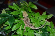 DSC_0353.jpg