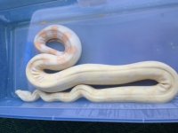 albino2.jpeg