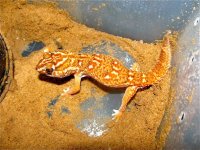angulifer1.jpg