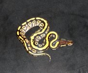 Mojave Female. C.jpg