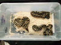 Mojave Males.jpg