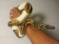 pastel pied ks2 (1).jpg