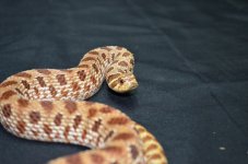 DSC_0078.jpg