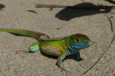 rainbow colored lizards.jpg