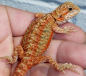 Crimson Red Trans Female hetforhypo black eyes.png