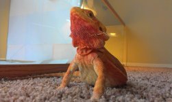 Ember2.jpg