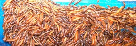 worms.jpg