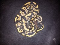 20130403_185731.jpg