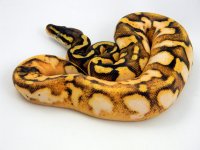 EnchiPastelCalicoHDpic3.jpg