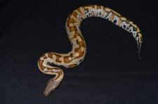 DSC_0677.jpg
