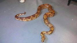 hyposalmonboa.jpg