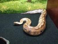 IMG_0420.jpg