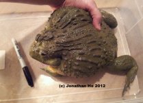 mr.ribbit12-12-12.jpg