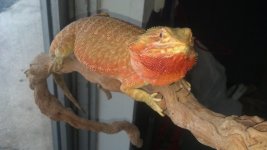 tangerine.jpg