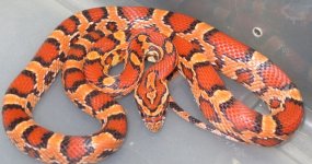male #9.jpg