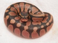 baby just hatched.jpg