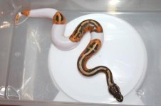 pied.JPG