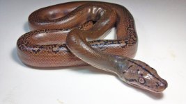 golden child het albino1.jpg