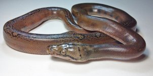 golden child het albino2.jpg