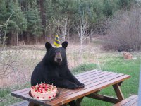 bear-birthday-cake.jpg