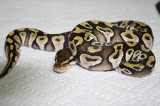 IMG_5254.jpg