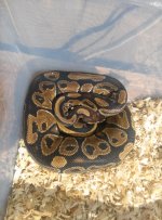 1000 gram female 1.jpg