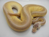 12AUEMPINBLKPAS MALE 250G 3K 028.jpg