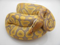 12AUGLO1 CARM GLO MALE 280G 3K 043.jpg